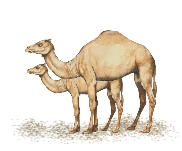 Illustration of Mother and Baby Camels