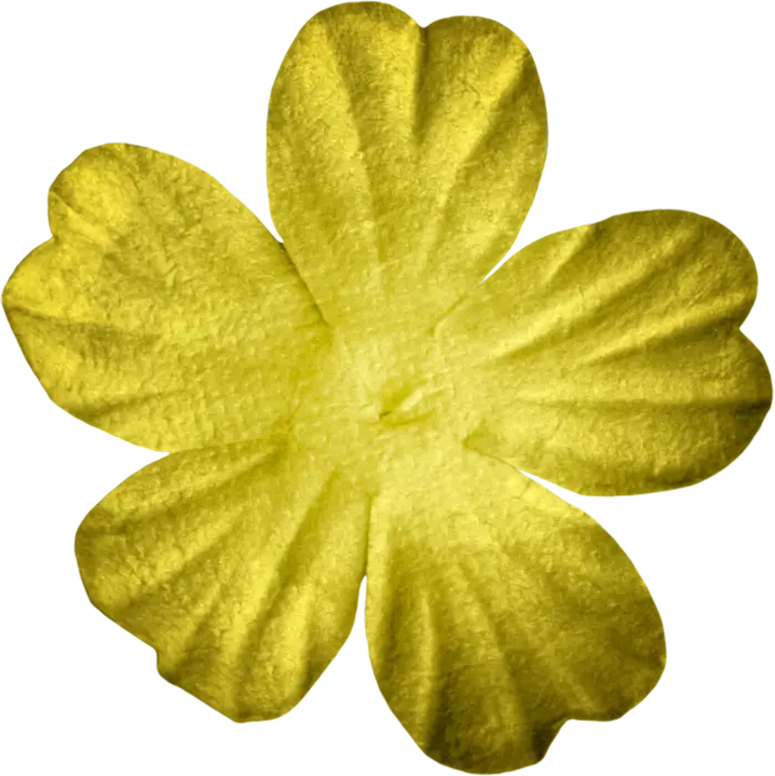 Yellow Flower Petal