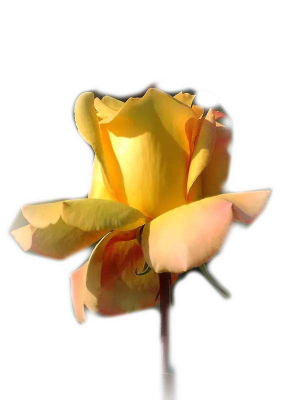 Yellow Rose for Romantic Occasions