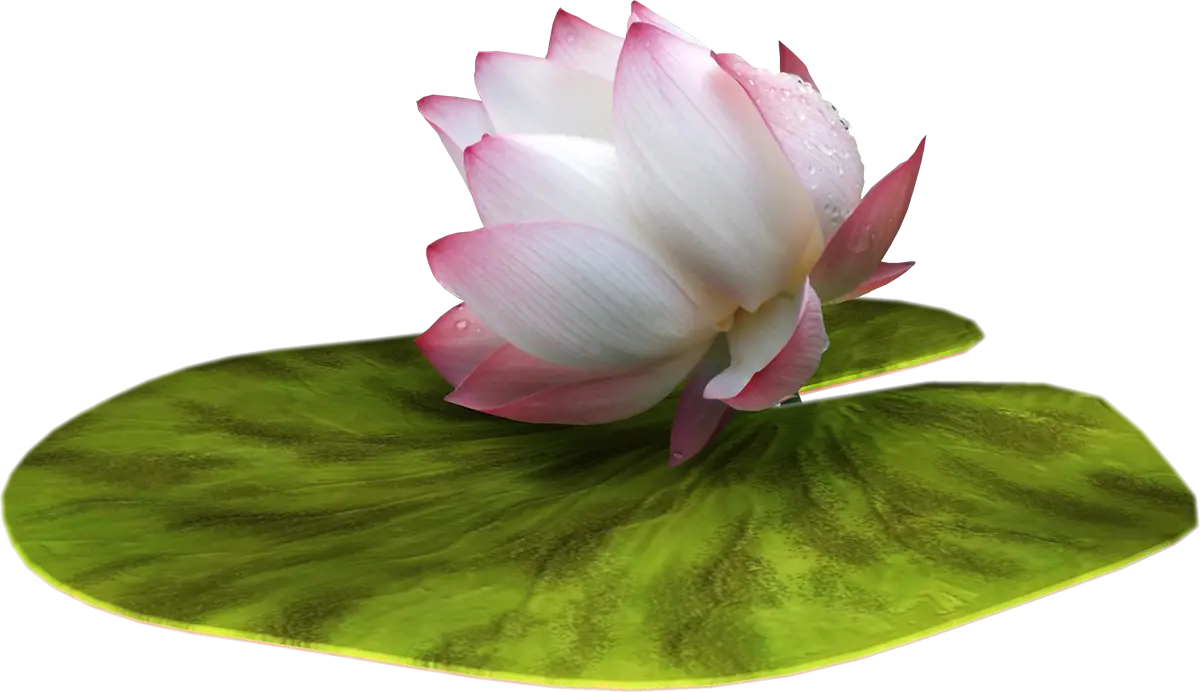 Pink Lotus Flower on Green Lily Pad