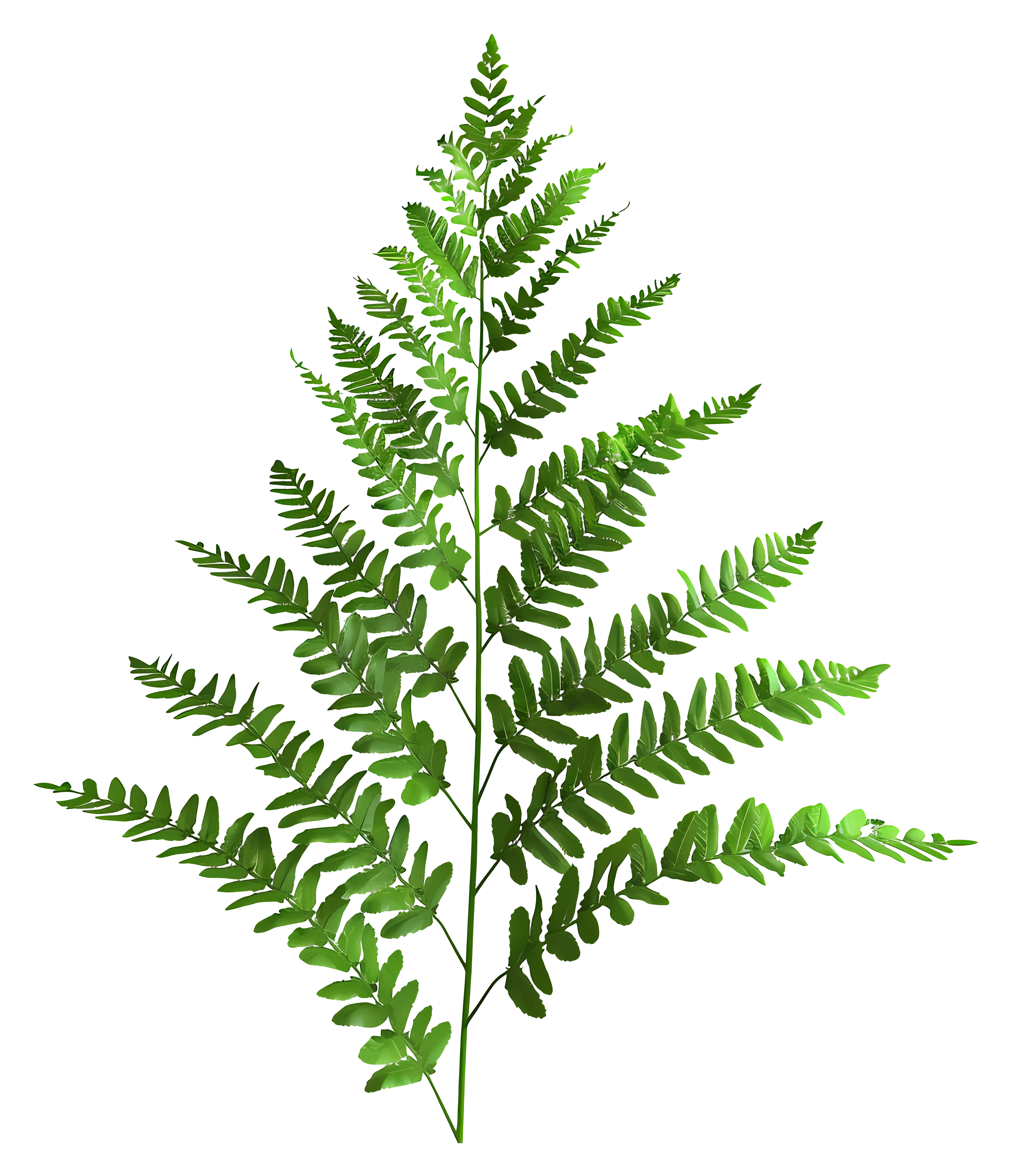 Green Fern Leaf Illustration