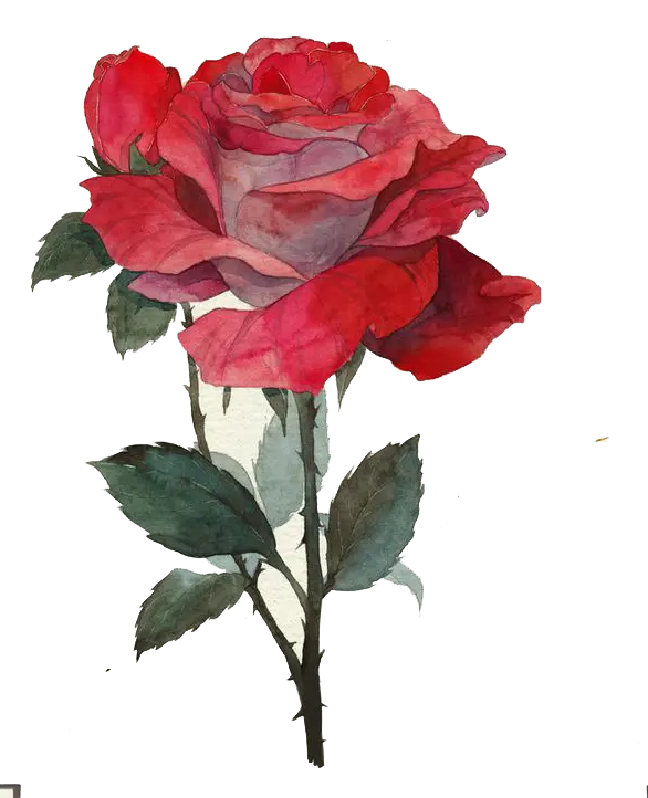 Red Rose Illustration in Watercolor Style