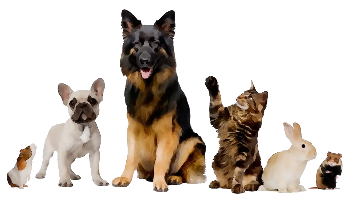 Group of Domestic Animals