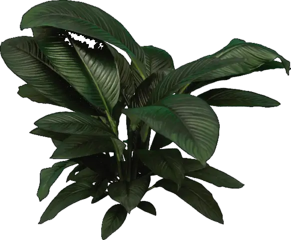 Peace Lily Indoor Plant