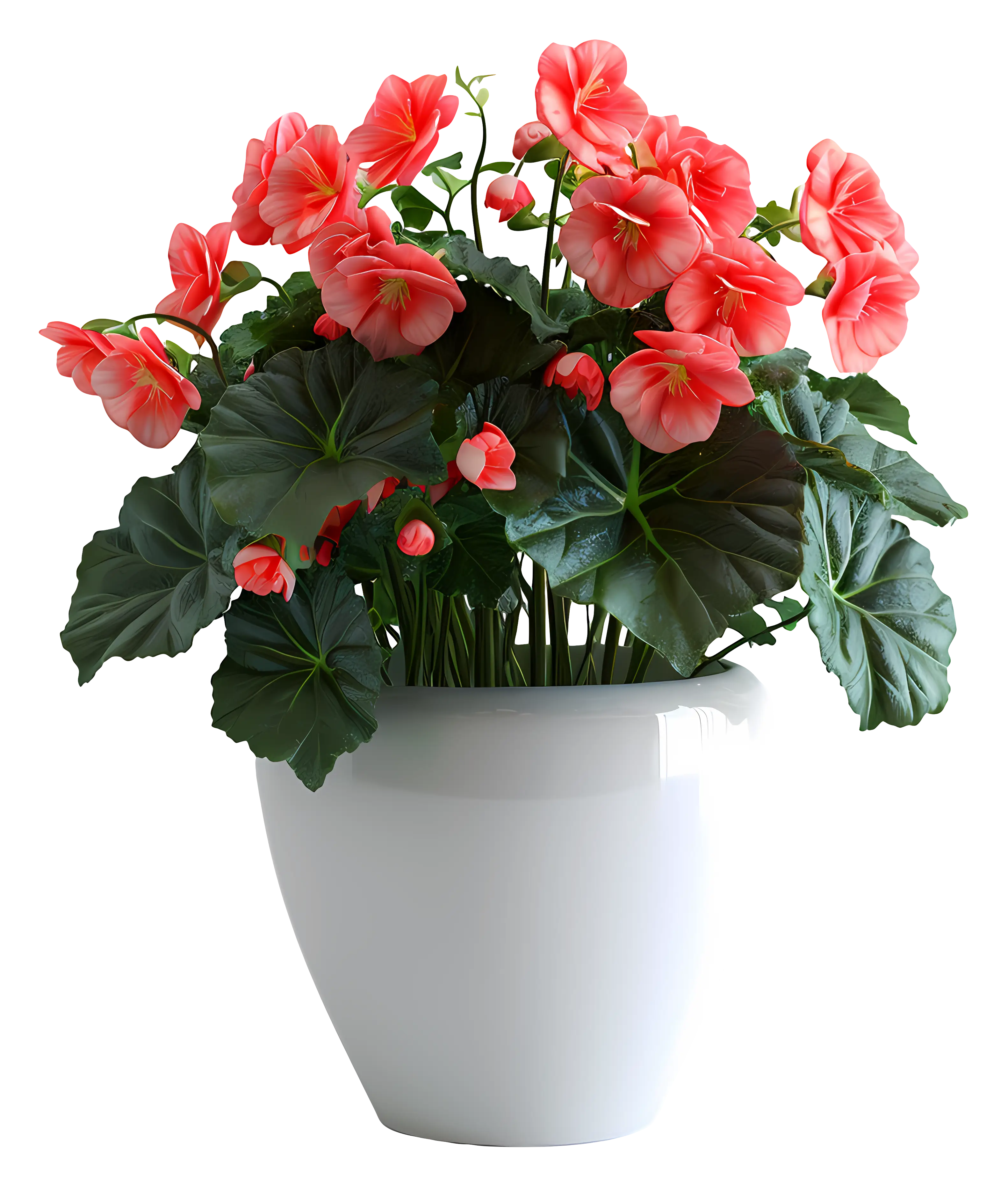 Pink Blossoms in an Elegant White Pot