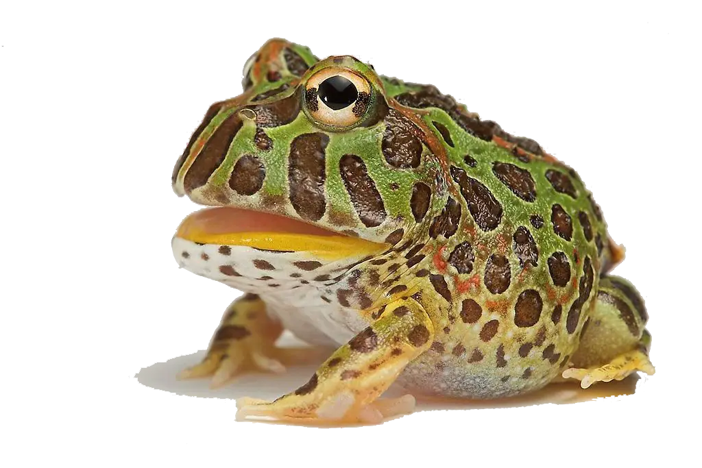 Colorful Horned Frog in a Natural Pose