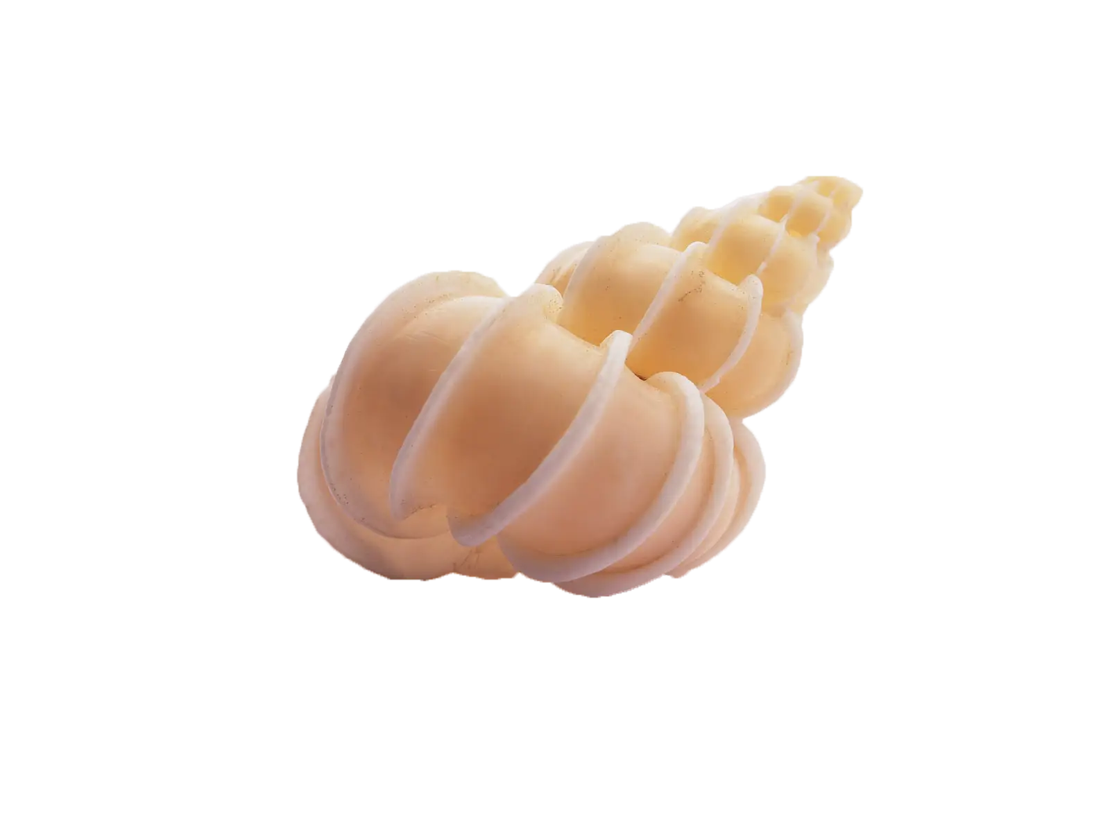Beautiful Seashell