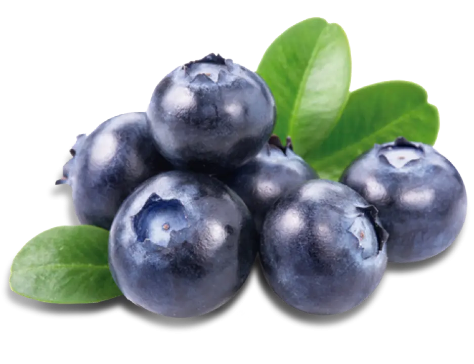 Fresh Blueberries with Green Leaves