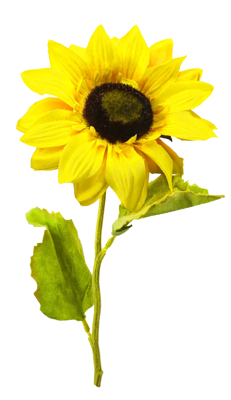 Bright Yellow Sunflower with Green Leaves