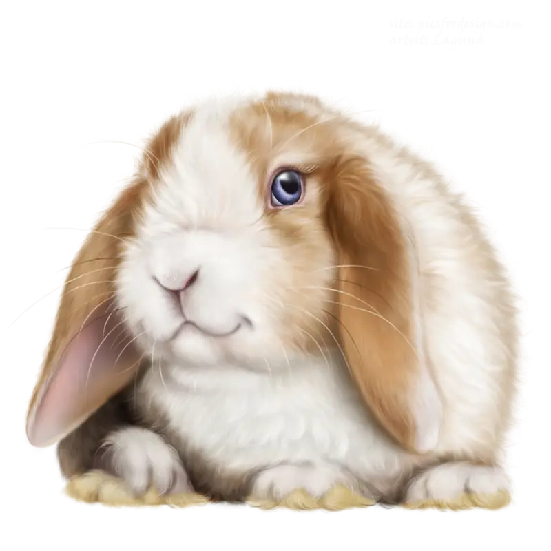 Adorable Fluffy Bunny Rabbit
