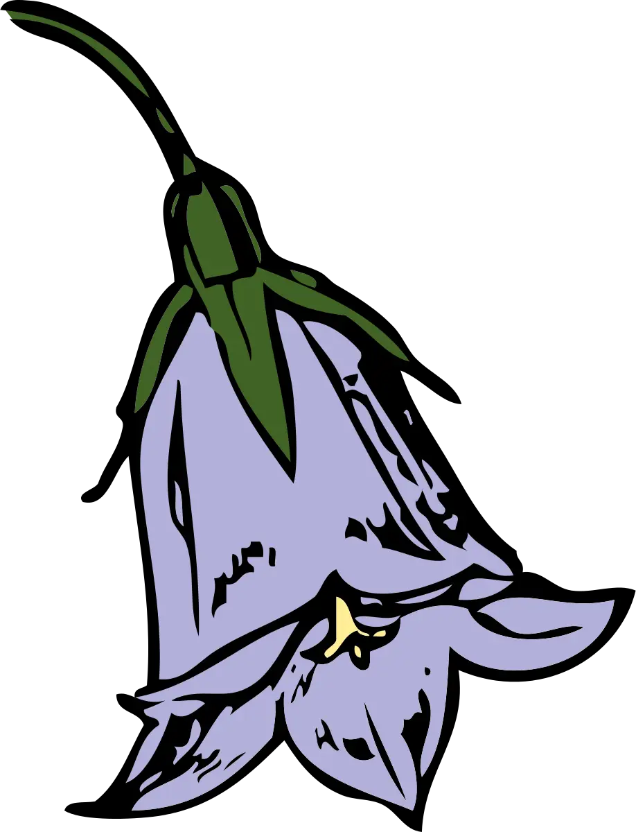 Bluebell Flower Botanical Illustration