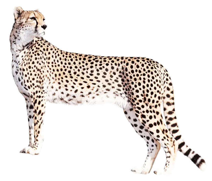 Cheetah standing gracefully with spotted coat