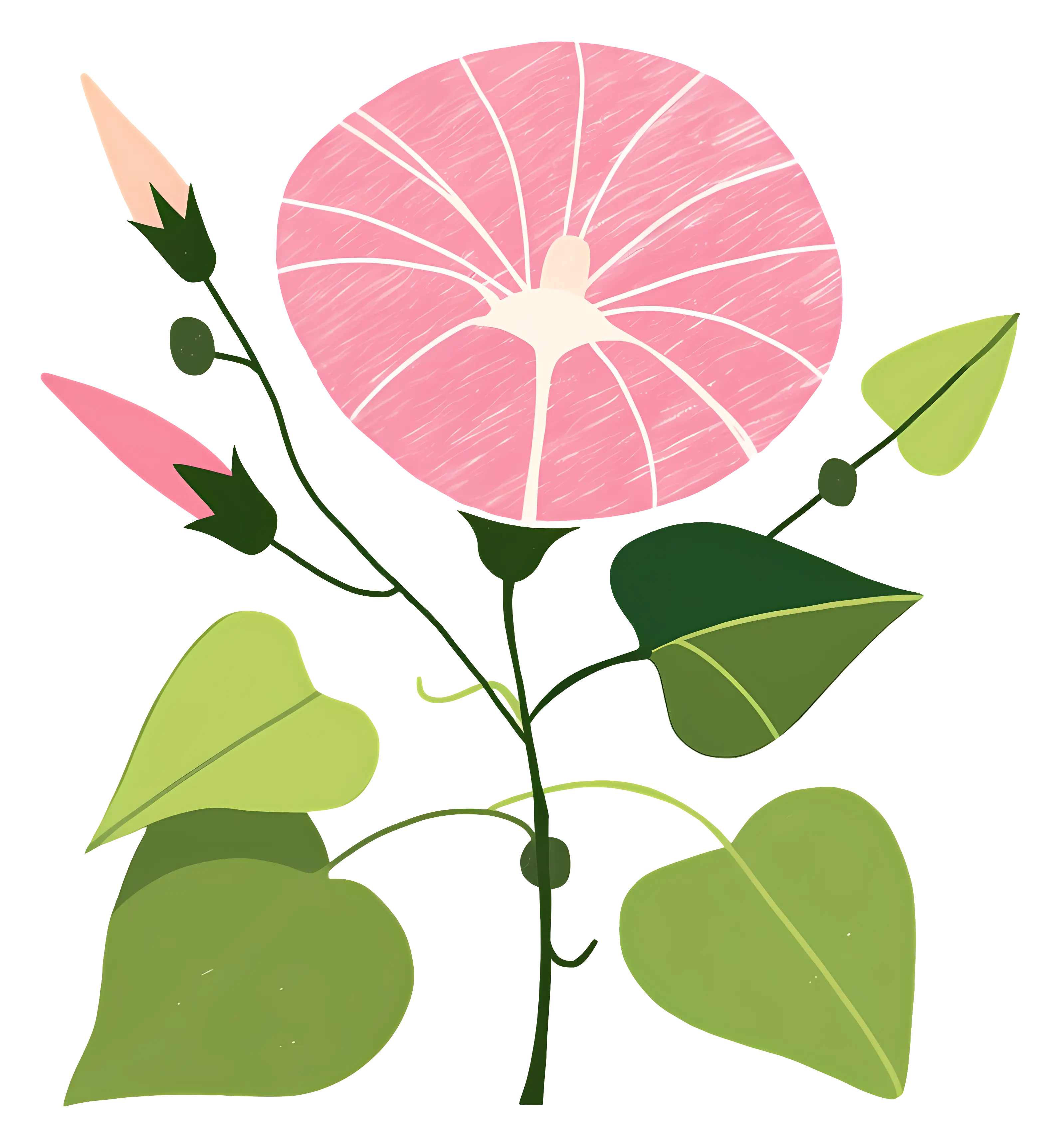 Pink Flower Illustration