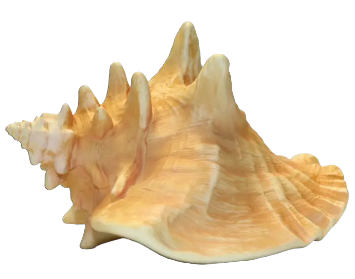 Large Beige Conch Shell Illustration