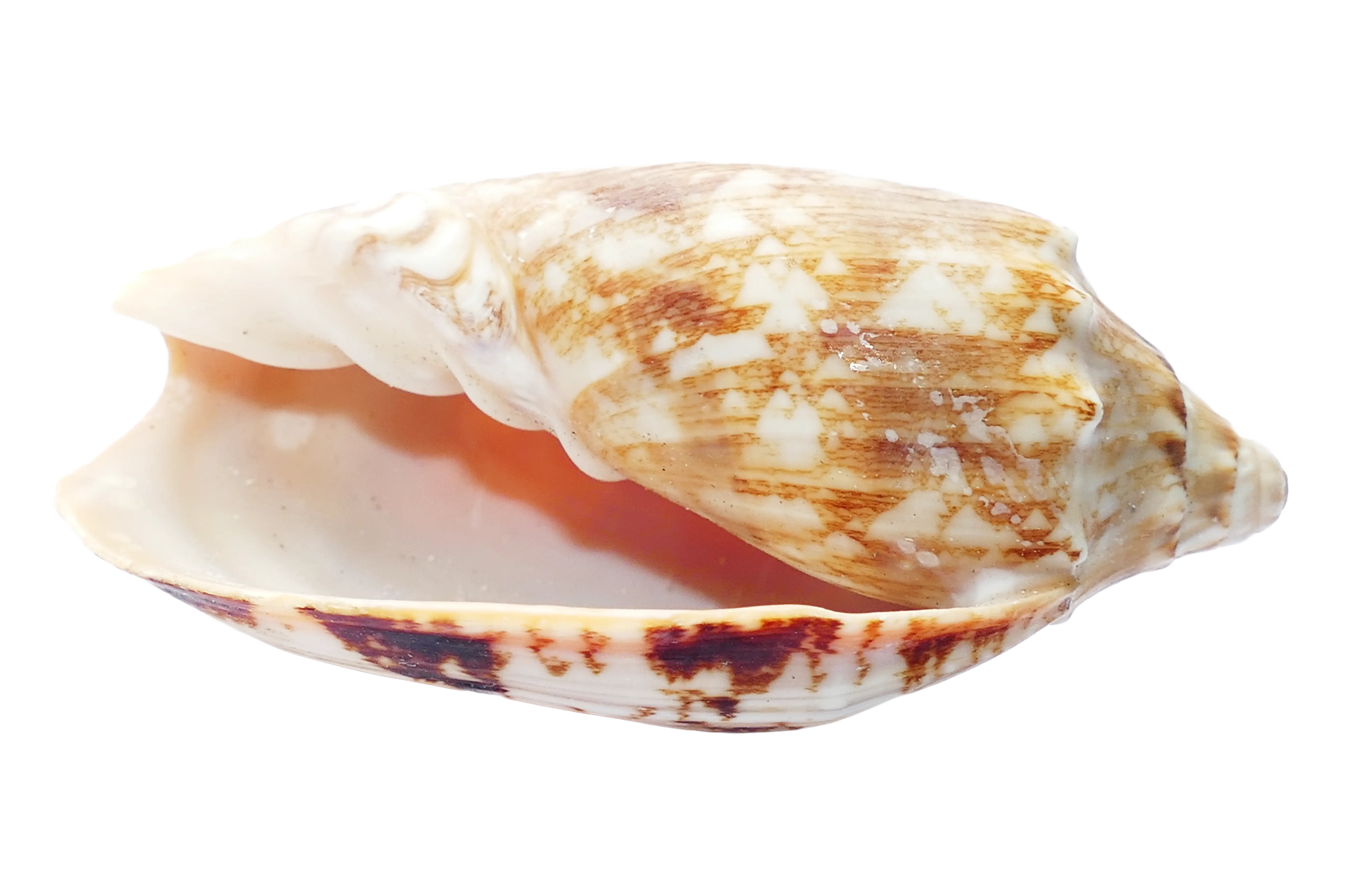 Beautiful Natural Seashell
