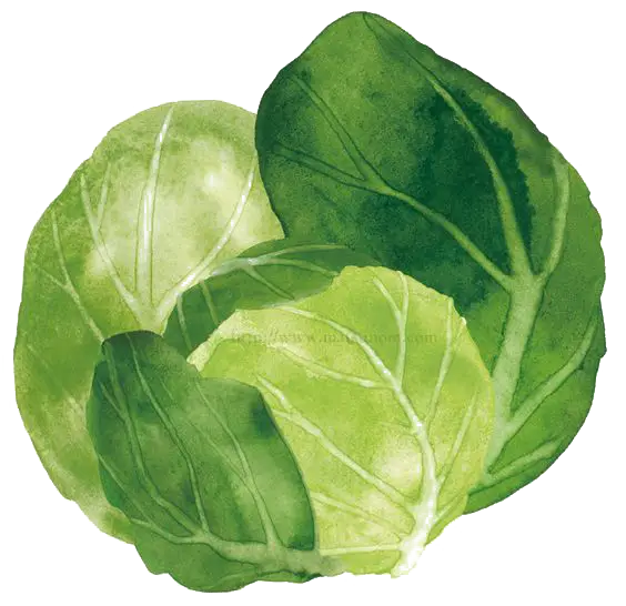 Fresh Green Cabbage Leaves