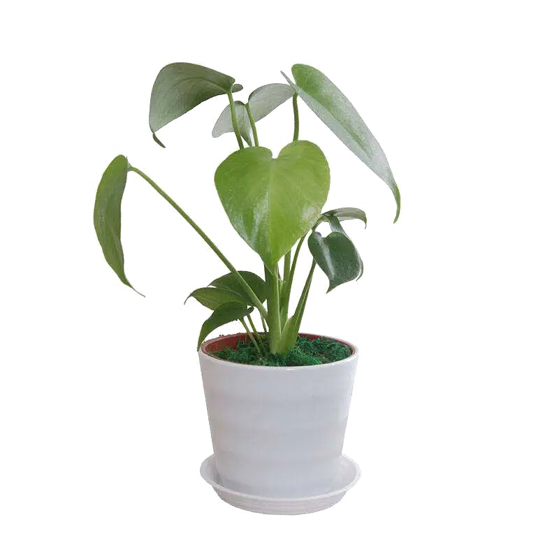 Potted Plant with Green Leaves