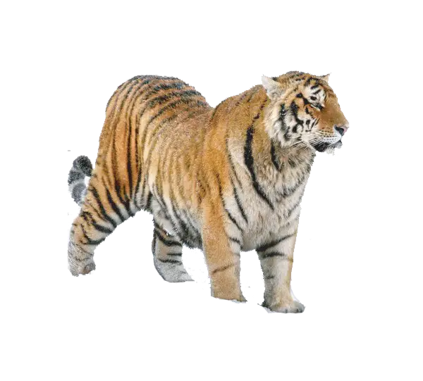 Tiger in Majestic Wilderness
