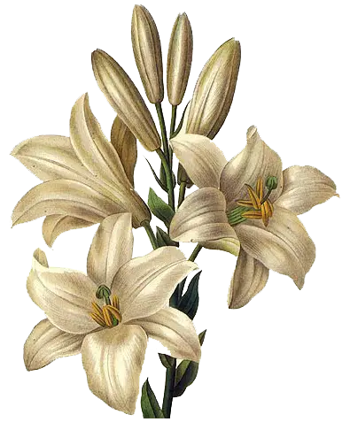 White Lily Flowers for Botanical Design