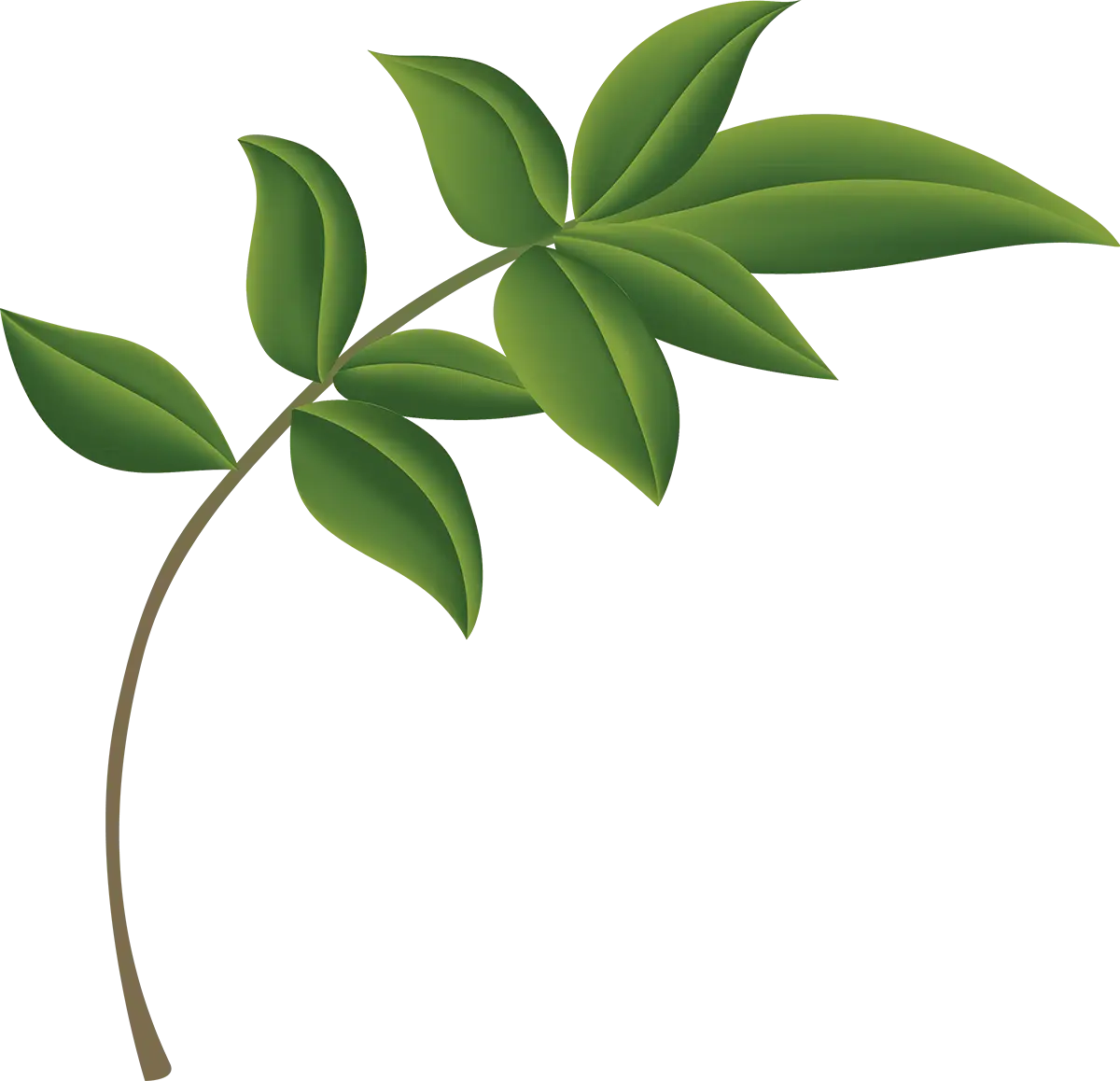 Green Leaf Branch Illustration