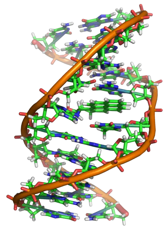 Scientific DNA Helix Model Representation