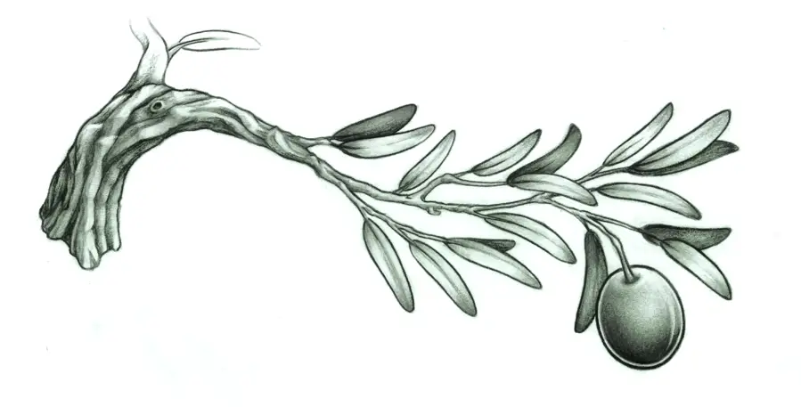 Black and White Olive Branch Drawing