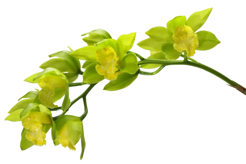 Branch with Yellow Flowers