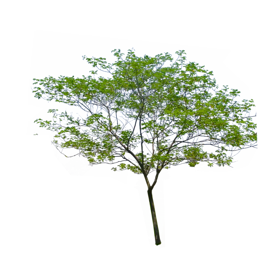 Tree Illustration with Green Leaves