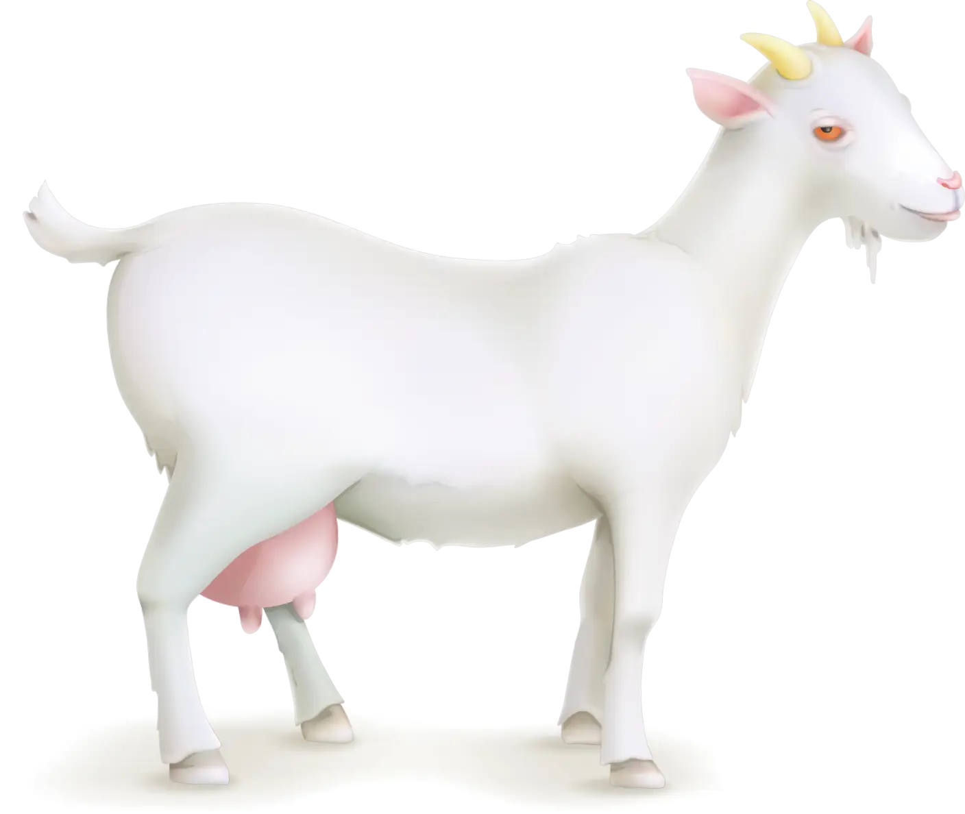 White Goat with Horns