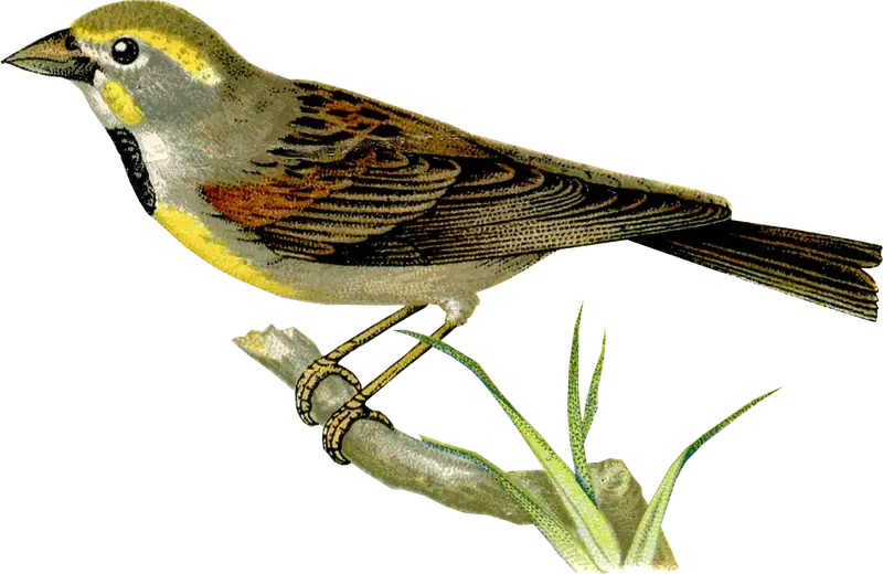 Bird Perched on a Branch