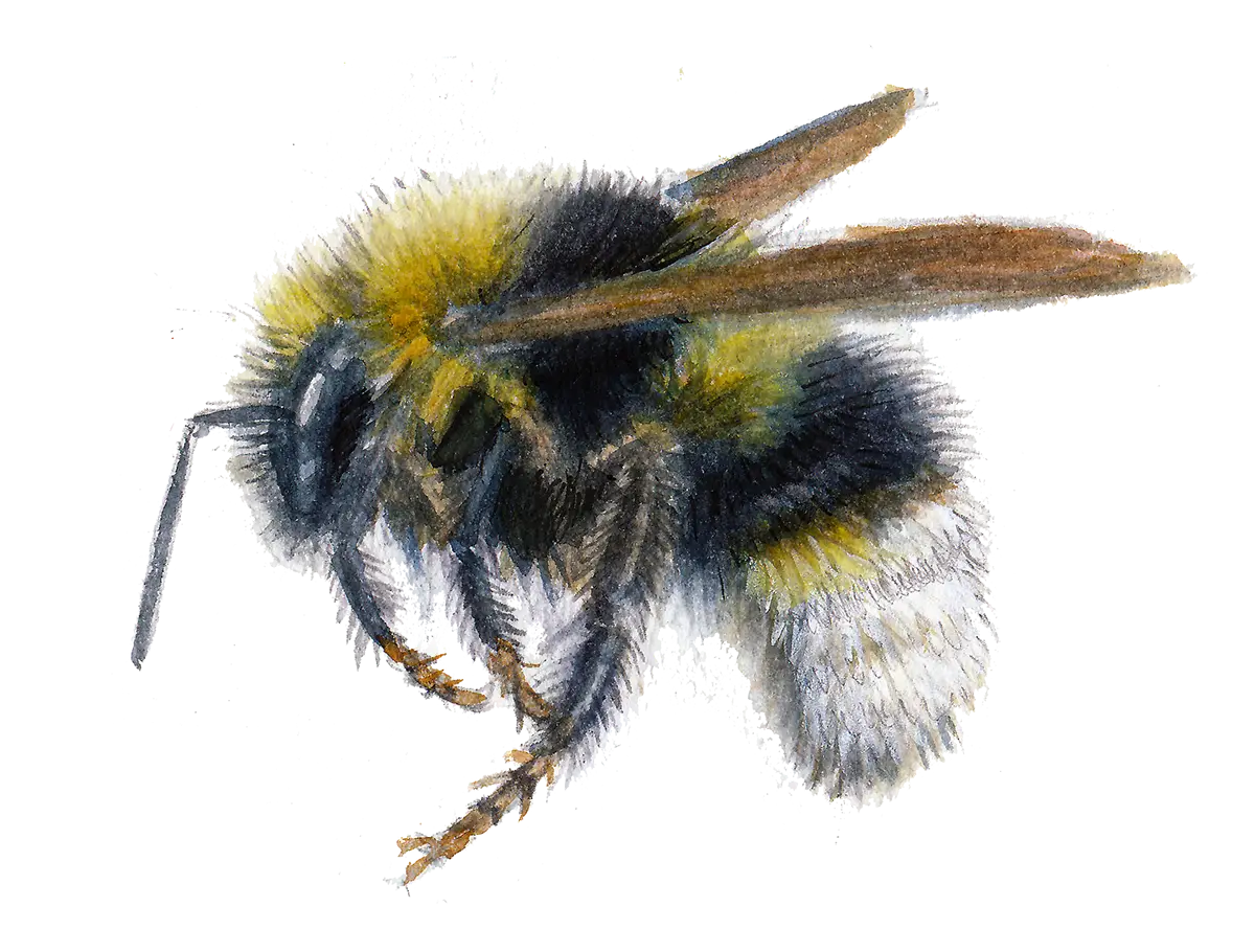 Realistic Bee Illustration Close-Up