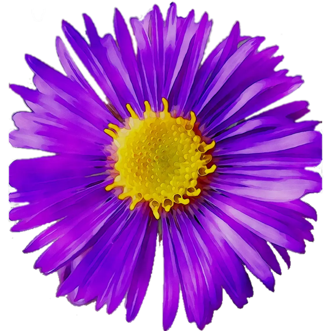 Purple Daisy Flower with Yellow Center