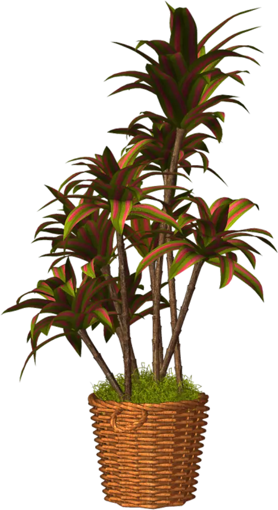 Decorative Potted Plant in Wicker Basket