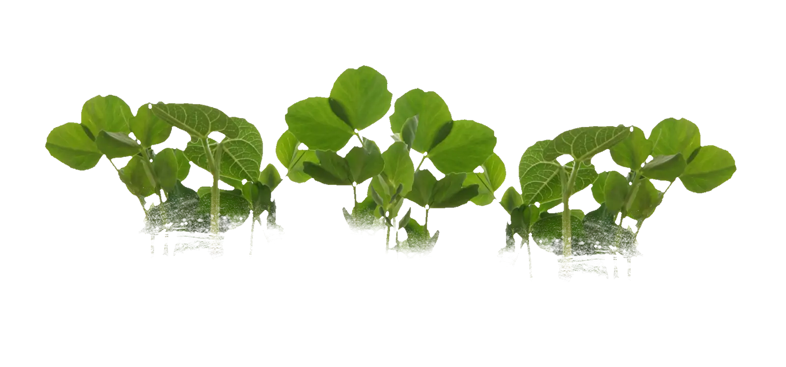 Green Clover Sprouts