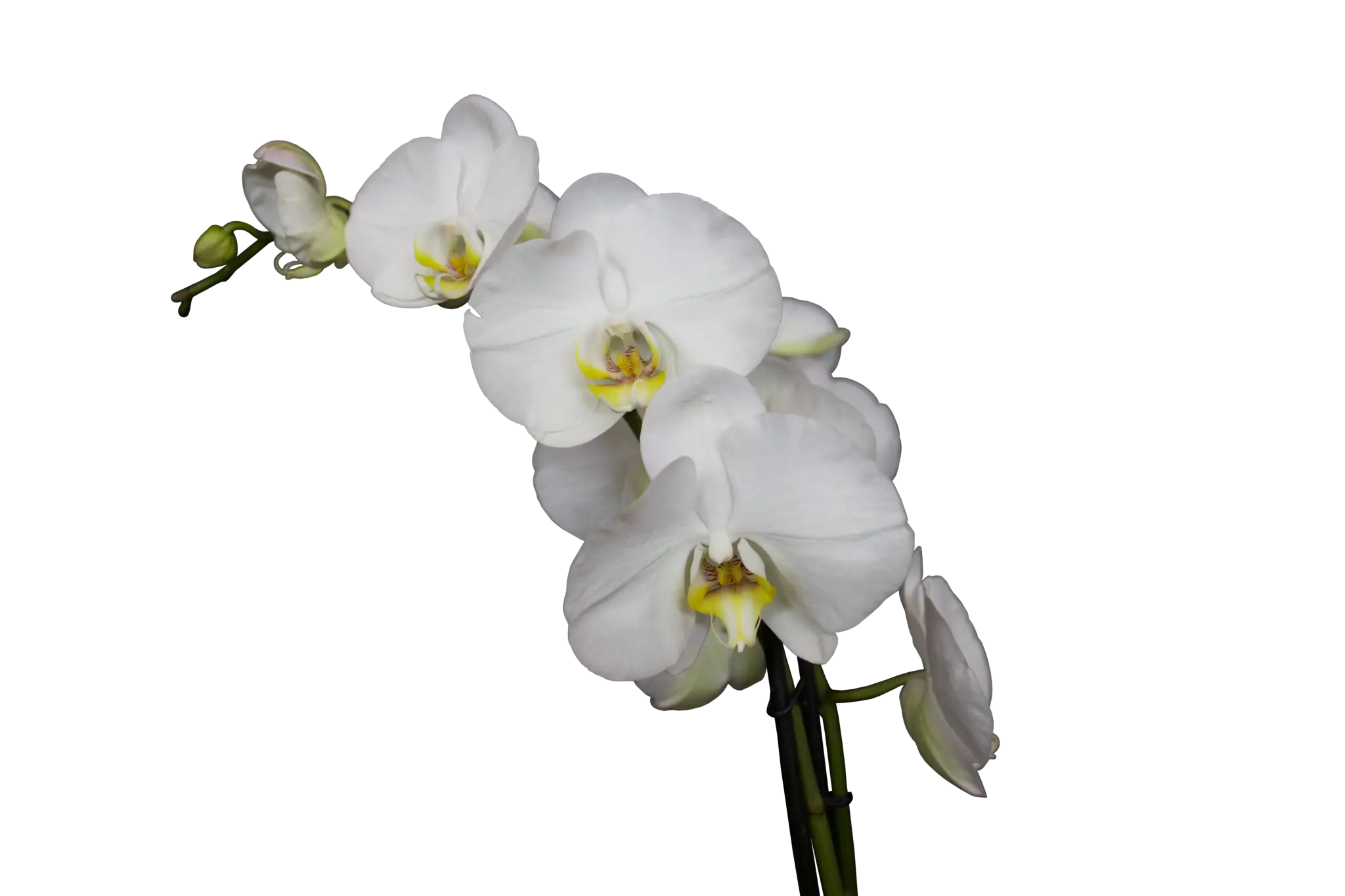 White Orchid Blossom Close-Up
