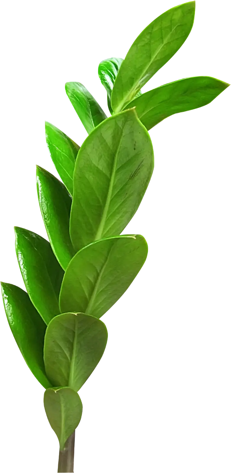 Green Branch with Leaves Illustration