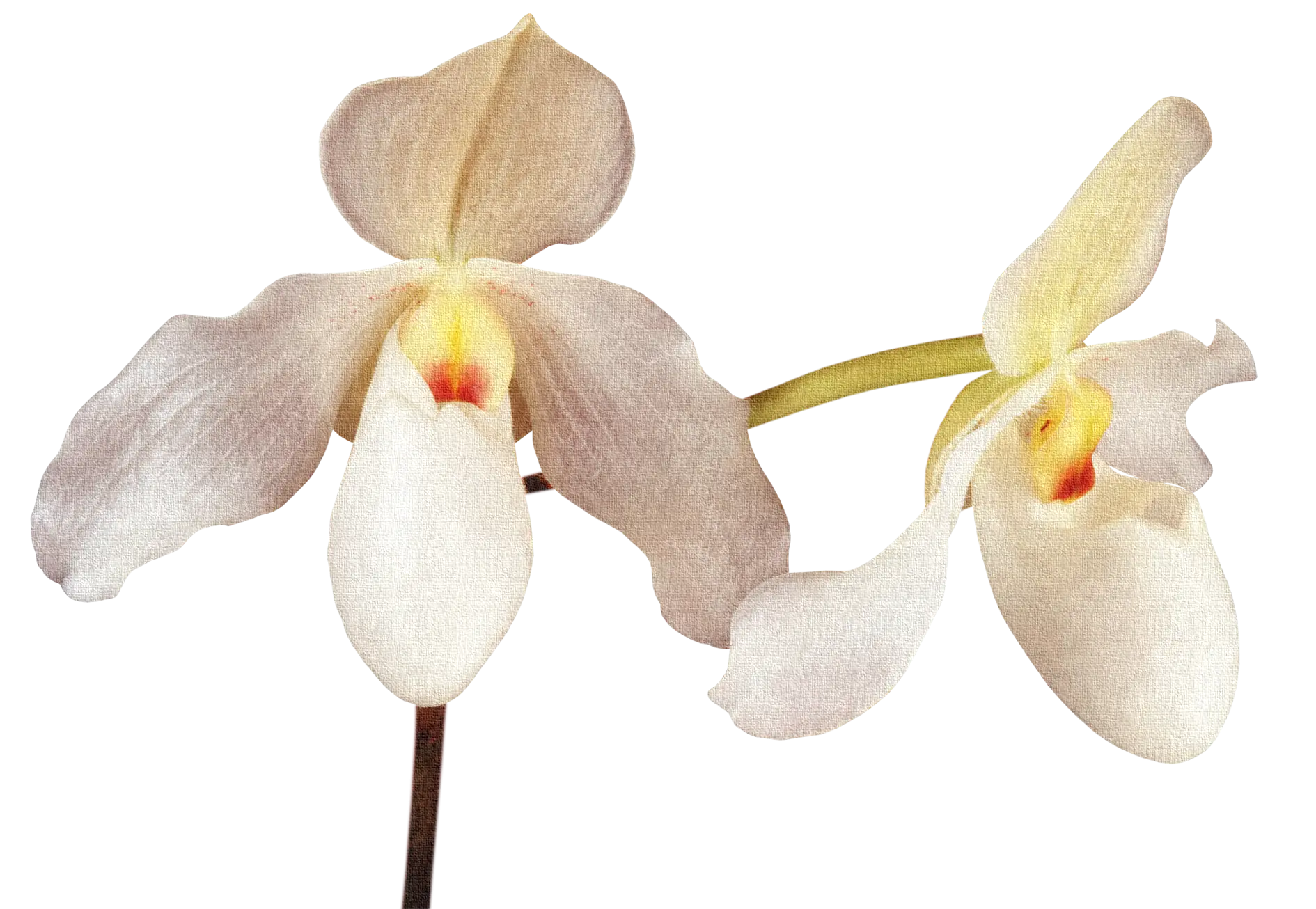 White and Yellow Orchid Flower