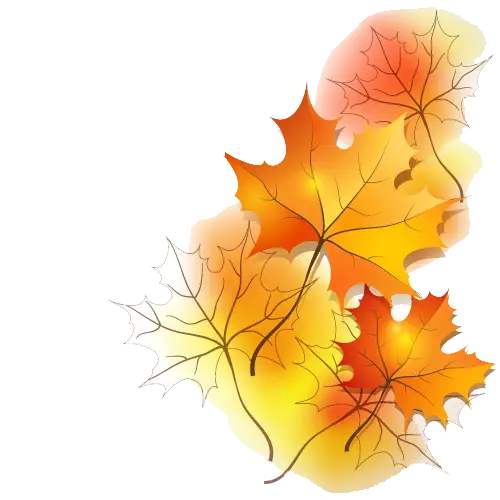 Orange Maple Leaves Illustration