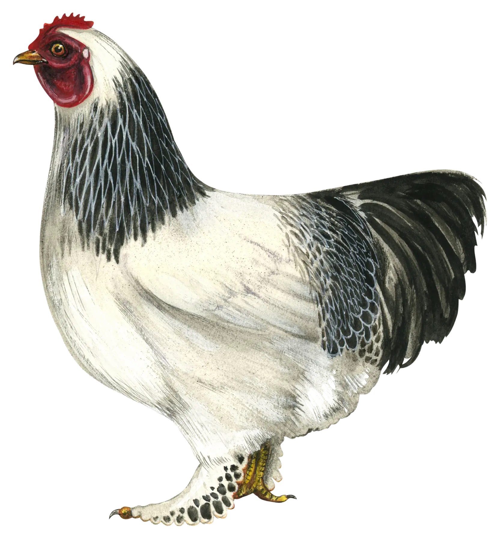 Illustration of a White Chicken in Farm Style