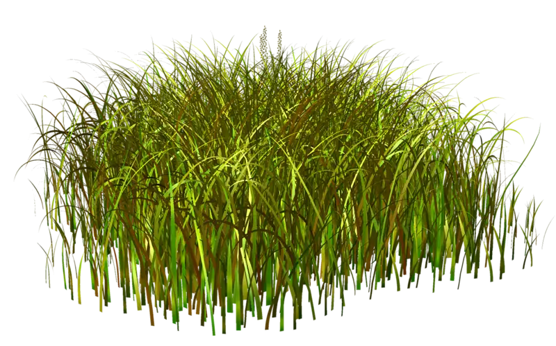 Patch of Green Grass Illustration