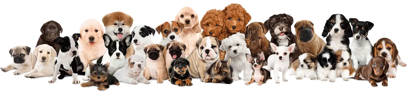 Adorable Group of Puppies