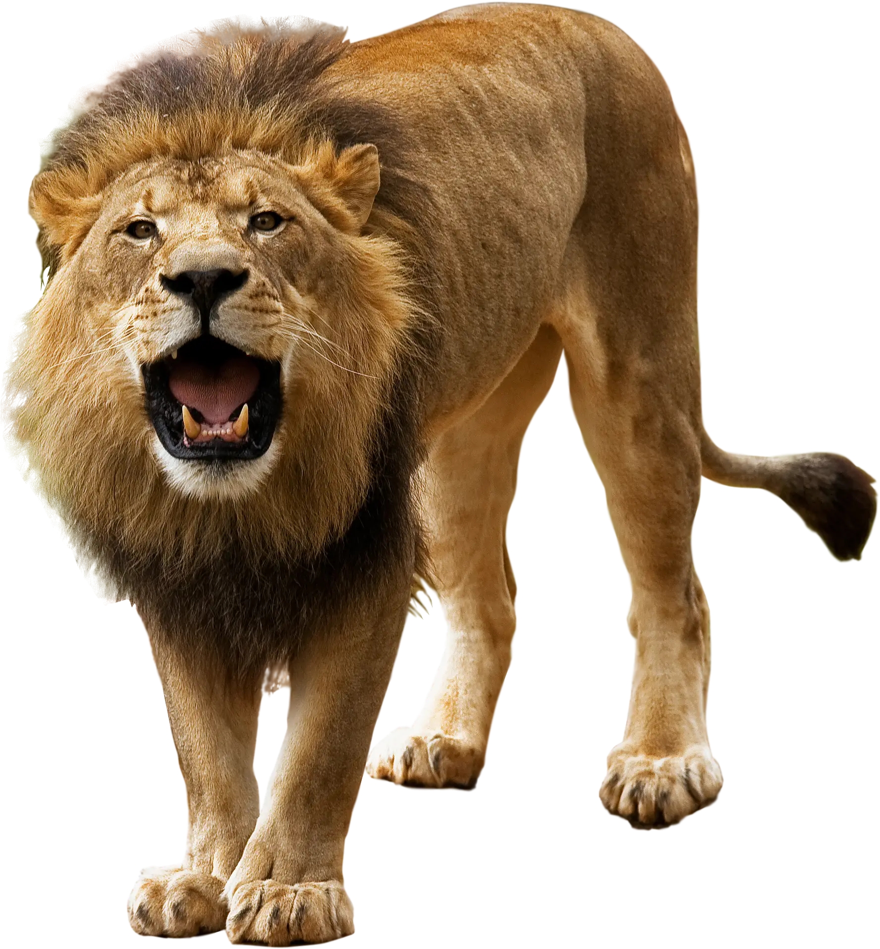 Majestic Roaring Lion in a Wildlife Context