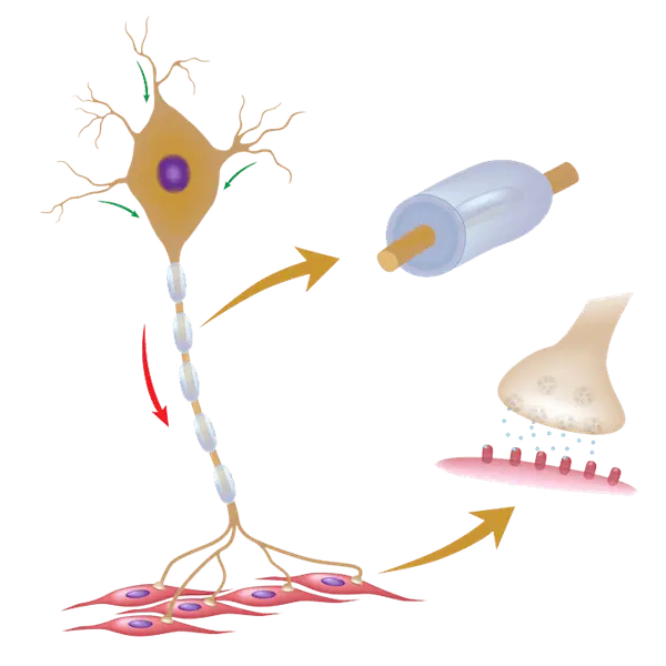 Illustration of Neuron and Synapse