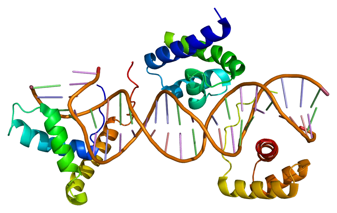 Colorful DNA Structure Representation