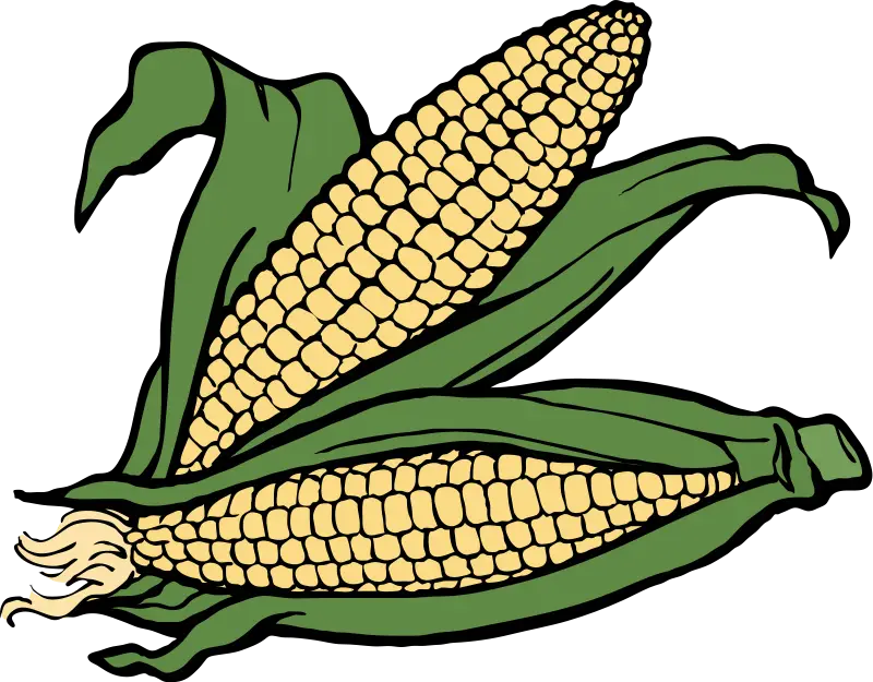 Fresh Corn with Husk Illustration