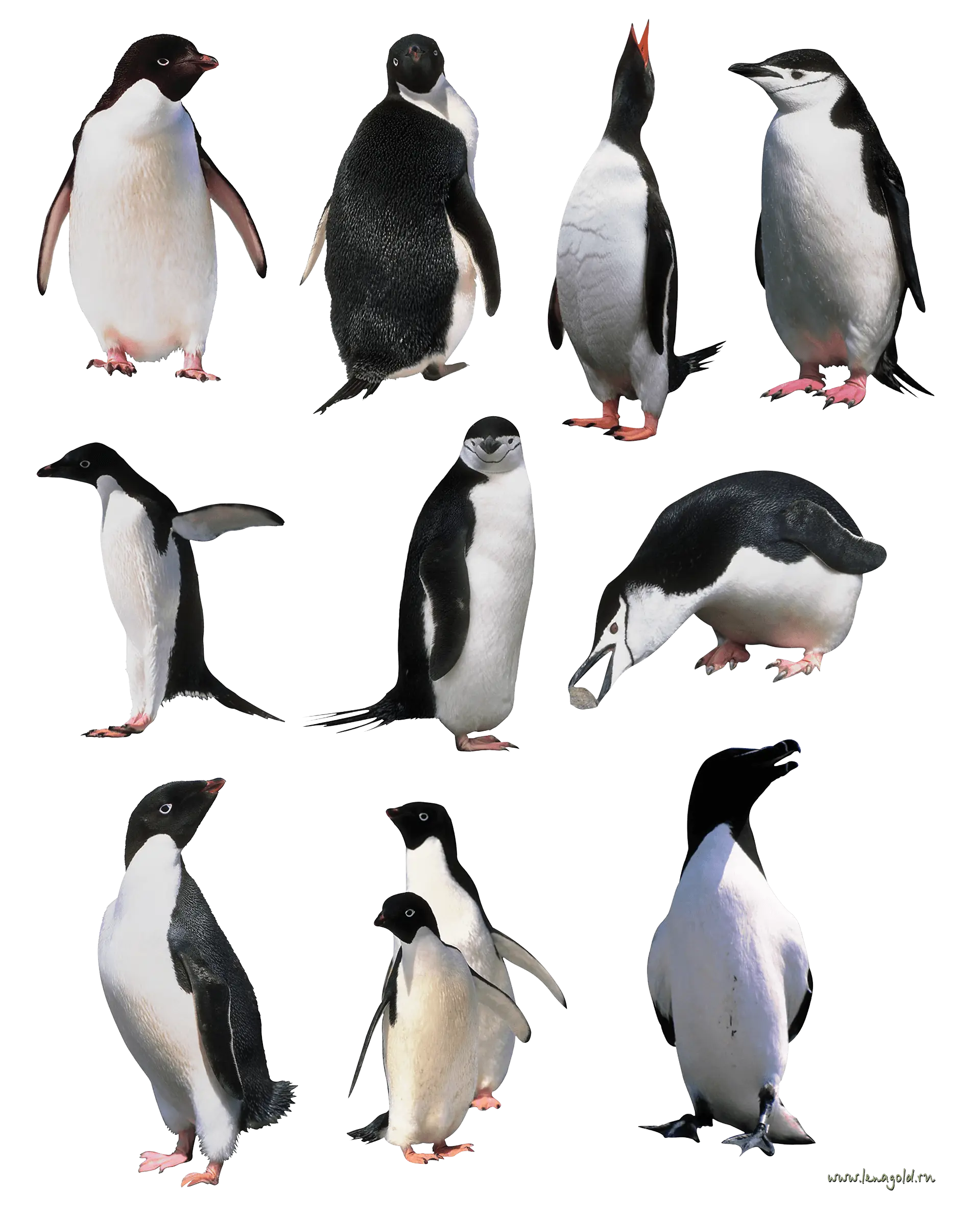 Various Penguins in Different Poses