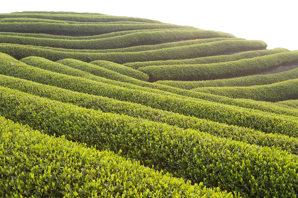 Beautiful Green Field Landscape