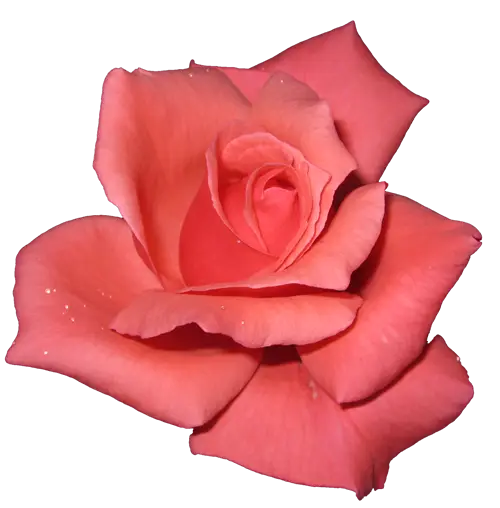 Delicate Pink Rose in Full Bloom