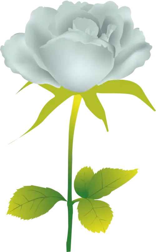 White Rose Flower Illustration with Green Leaves