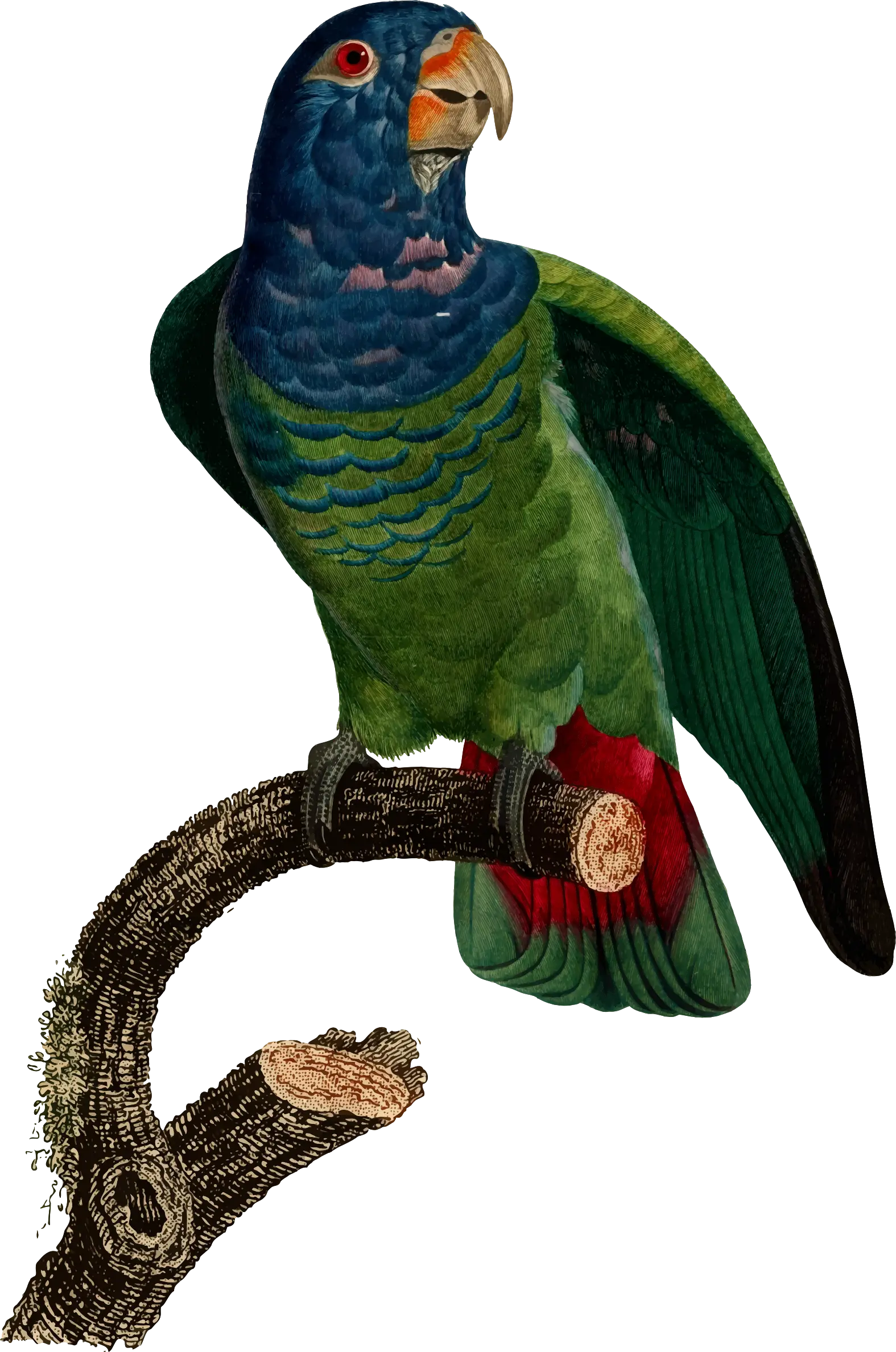 Illustrated Green Parrot on Branch